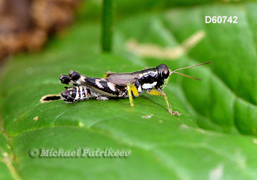 Hebard's Green-legged Grasshopper (Melanoplus eurycercus)